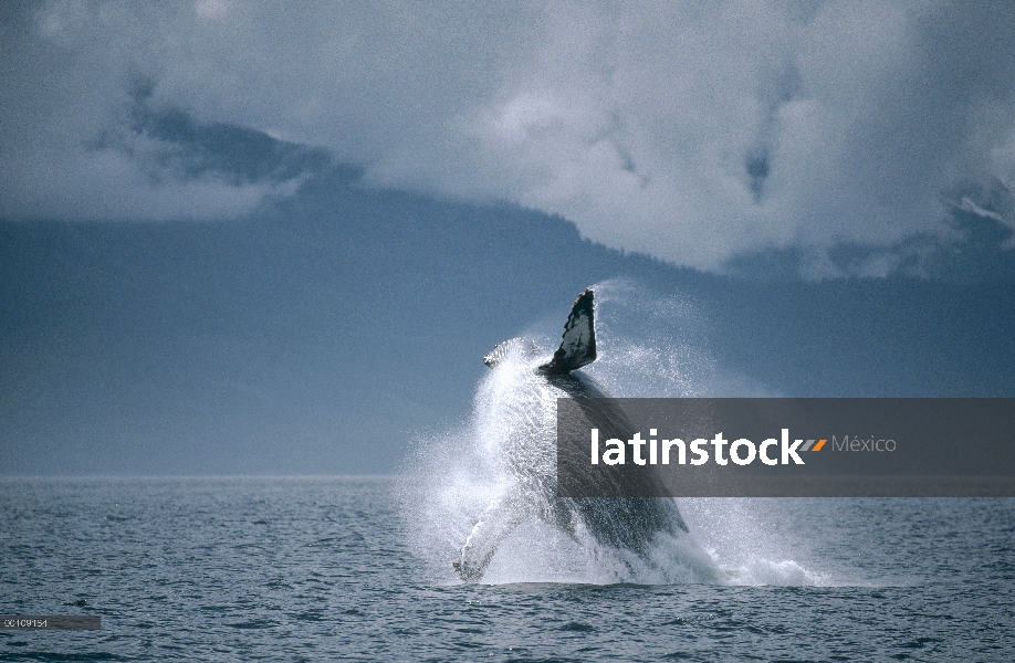 Ballena jorobada (Megaptera novaeangliae) violar, Alaska