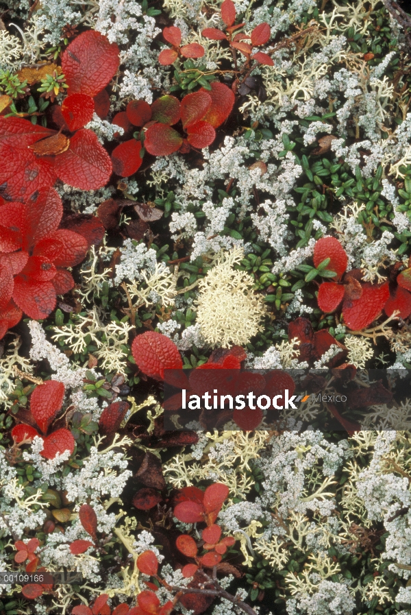 Gayuba (Arctostaphylos uva ursi) y Copa del liquen (Cladonia sp) en tundra, Alaska