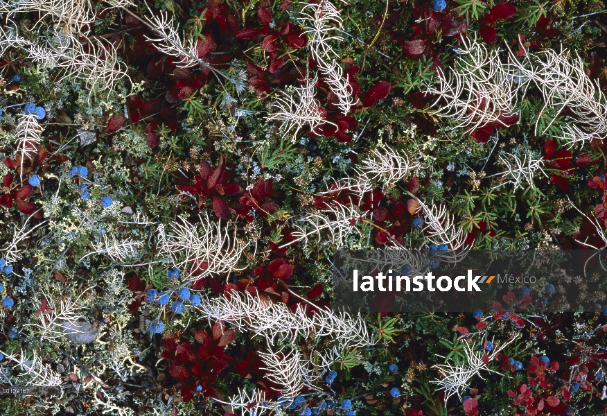 Gayuba (Arctostaphylos uva ursi), arándano (Vaccinium sp) y cola de caballo (Equisetum sp) en trundr