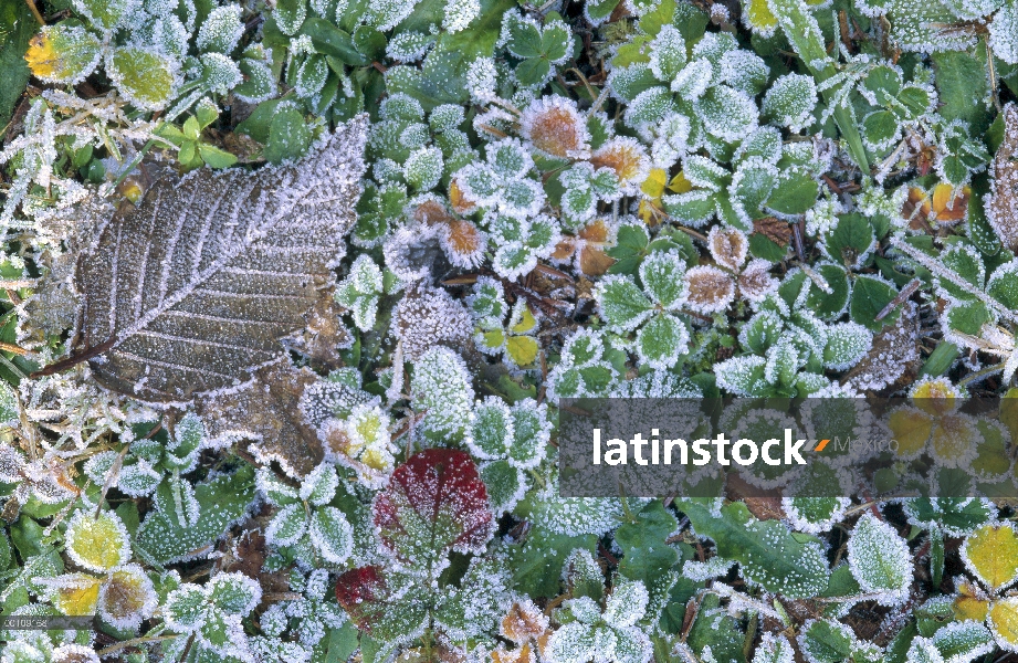 Hojas y vegetación de tundra cubren de escarcha, Alaska