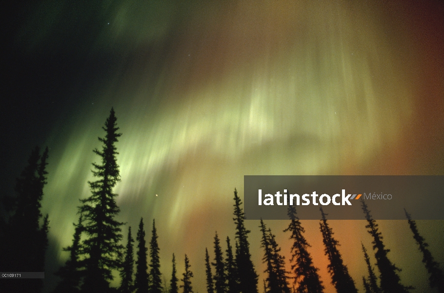 Aurora Boreal sobre bosque, Alaska