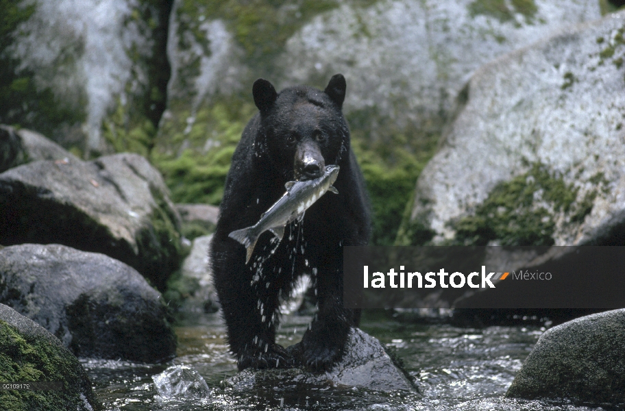 Black Bear (Ursus americanus) pescar salmón, Alaska