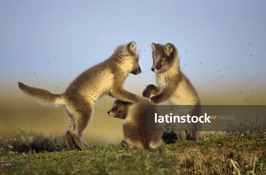 Zorro ártico (Alopex lagopus) trío de cachorros jugando, Alaska