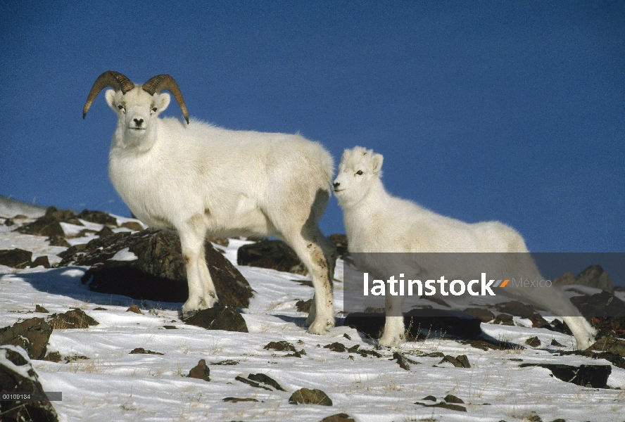 Carneros de Dall (Ovis dalli) padres con niño, Alaska