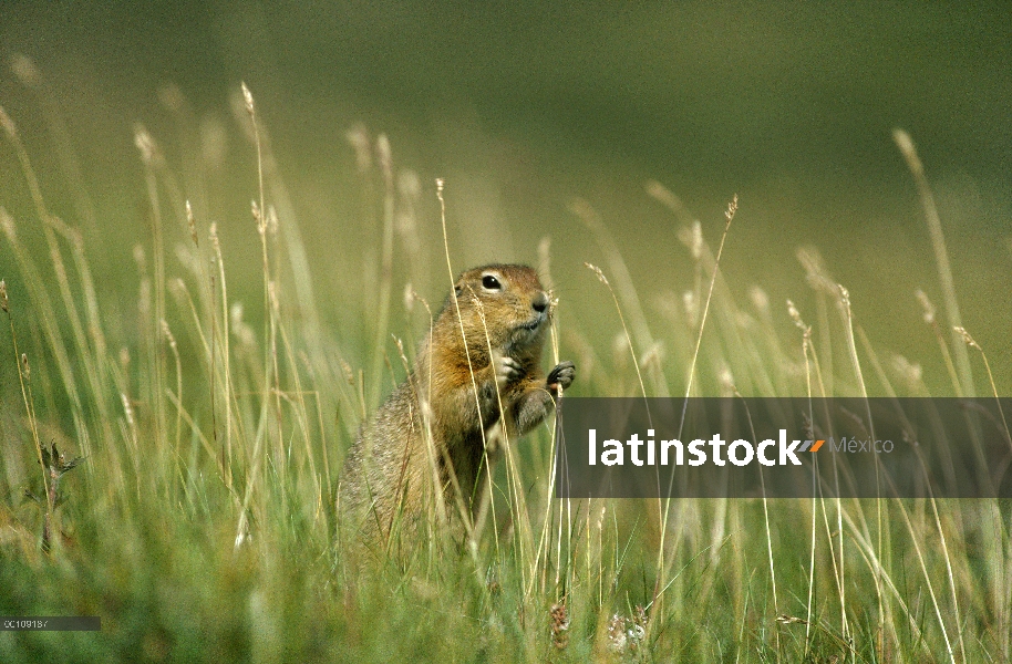 Ártico ardilla terrestre (Spermophilus parryii) tomando la hierba de tallos, Alaska