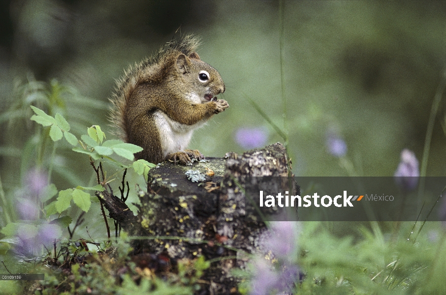 Ardilla roja (Tamiasciurus hudsonicus) alimentación sobre tocón de árbol, Alaska