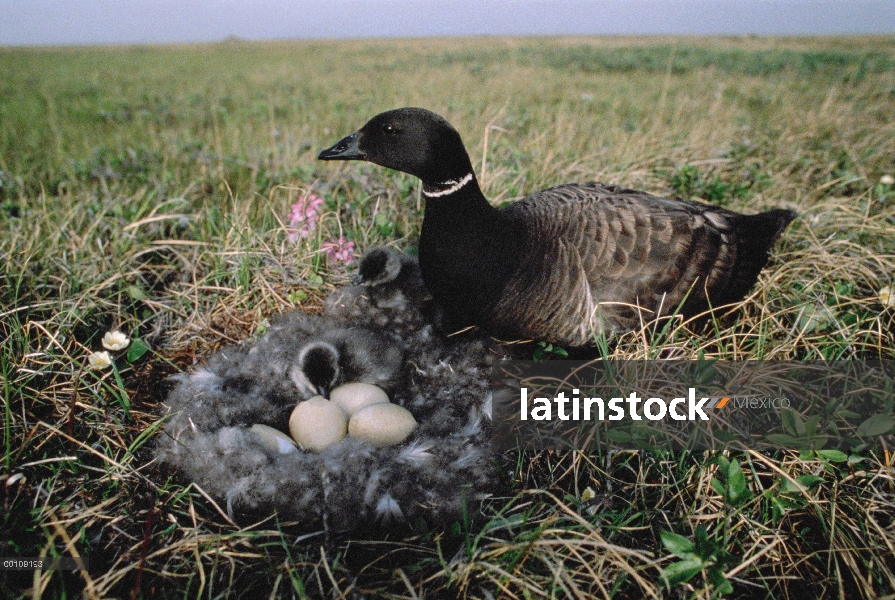 Padre negro Brant (Branta nigricans) con polluelos en el nido, Alaska