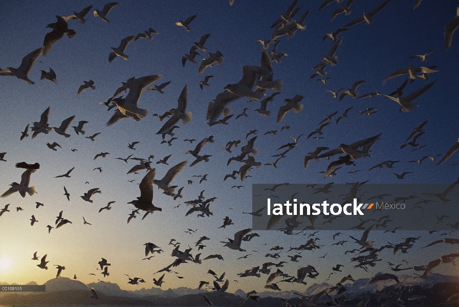 Grey Gull (Larus sp) vuelan al atardecer, Alaska