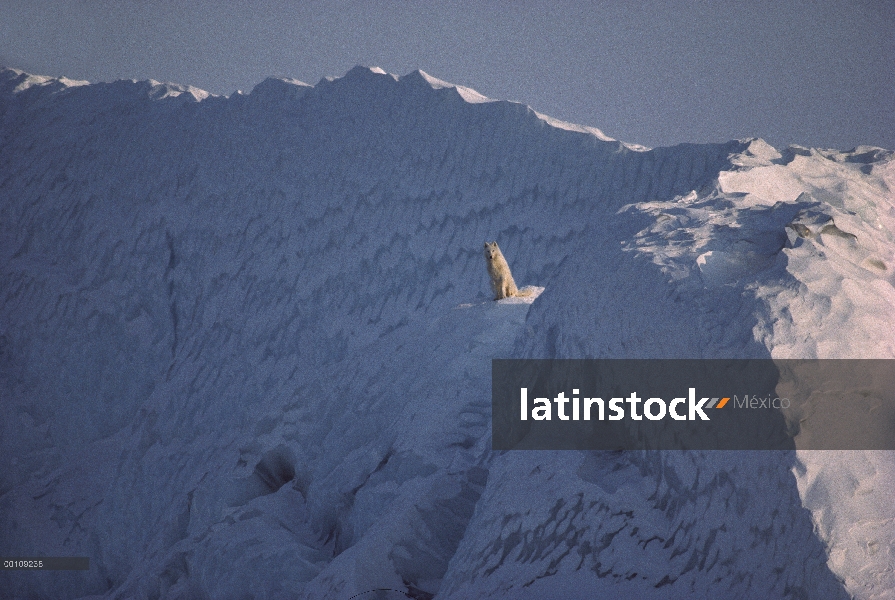 Hombre lobo Ártico (Canis lupus) en iceberg, isla de Ellesmere, Nunavut, Canadá