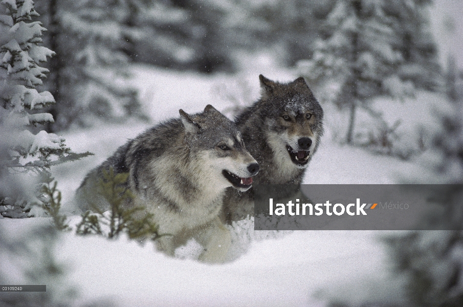 Par de lobo (Canis lupus) que funciona a través de nieve profunda, Minnesota