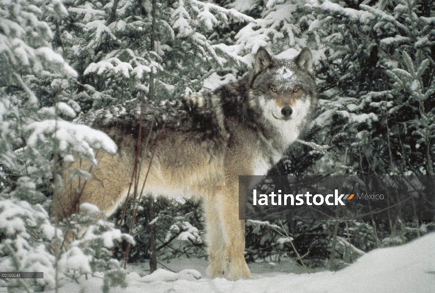 Lobo (Canis lupus) de pie entre los árboles, Minnesota