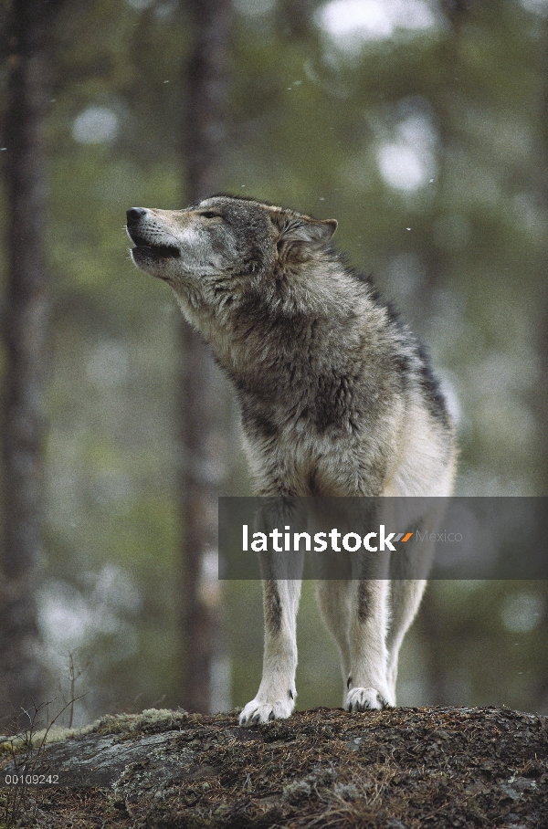 Lobo (lupus de Canis) aullando en luz Nevada, Minnesota