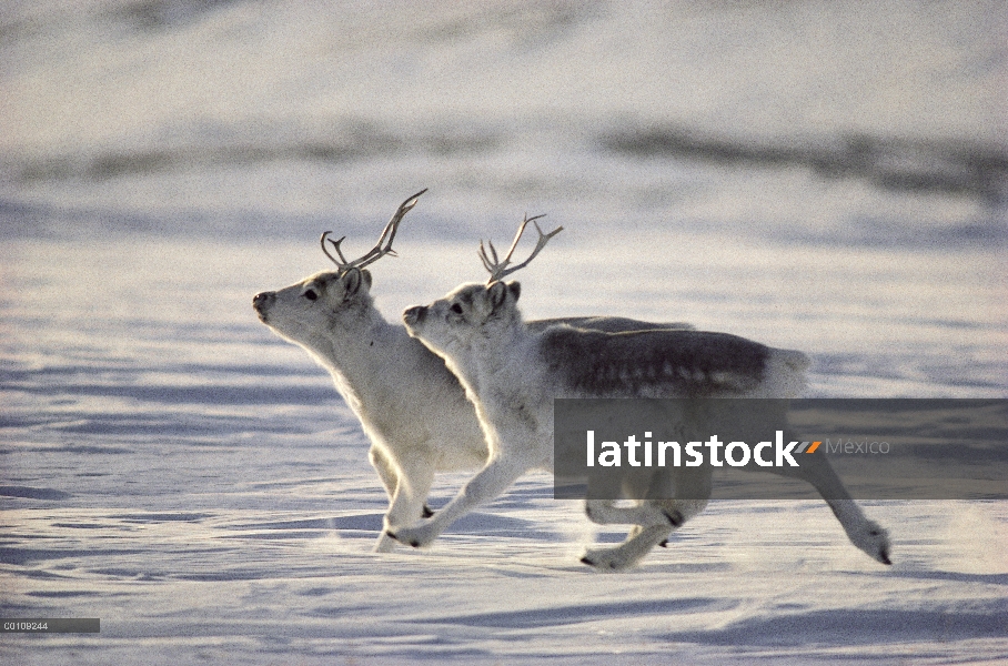 Par de caribú de Peary (Rangifer tarandus pearyi) ejecutan, isla de Ellesmere, Nunavut, Canadá