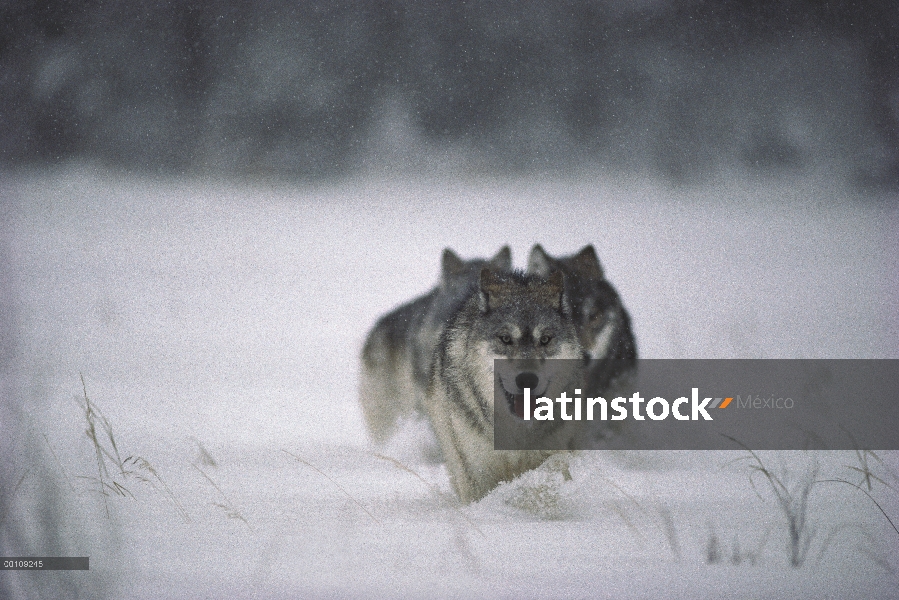 Trío de lobo (Canis lupus) funcionando a través de nieve profunda, Minnesota