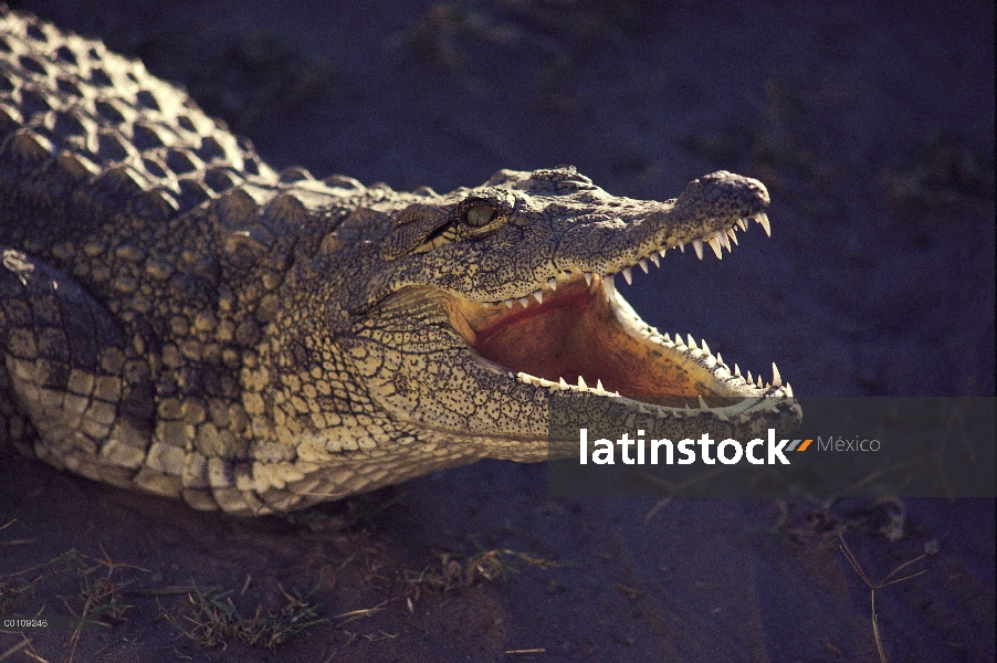 Cocodrilo del Nilo (Crocodylus niloticus), termorregulación, franja de Caprivi, Namibia