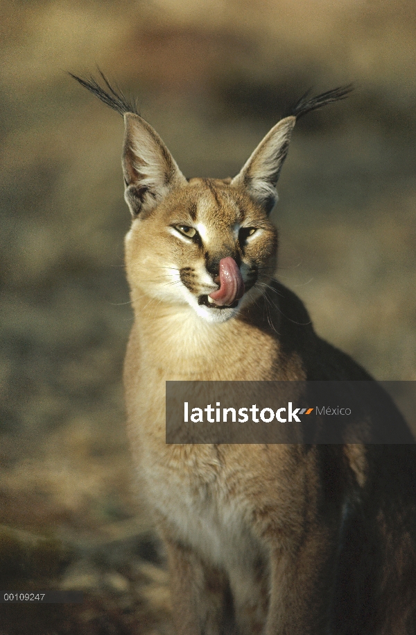 Nariz de licking Caracal (caracal Caracal), Namibia