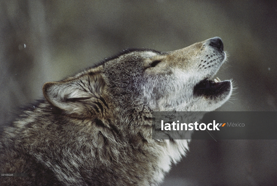 Lobo (lupus de Canis) grito, Minnesota