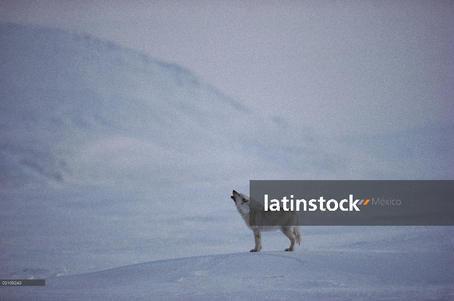 Lobo Ártico (Canis lupus), aullidos, isla de Ellesmere, Nunavut, Canadá