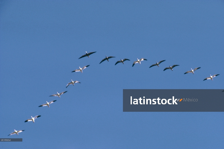 Ganso de la nieve (Chen caerulescens) bandada volando en formación durante la migración, con individ