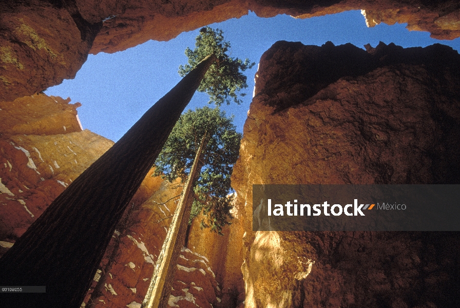 Abeto de Douglas (Pseudotsuga menziesii) par alcanzar hacia el cielo, Parque Nacional Bryce Canyon, 