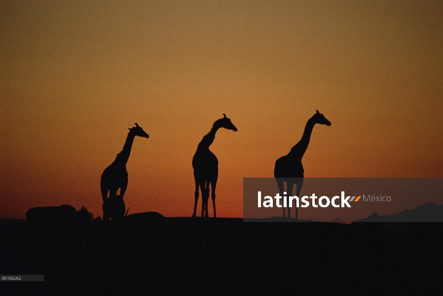 Trio de jirafas (Giraffa sp) Silueta al atardecer, nativo de África