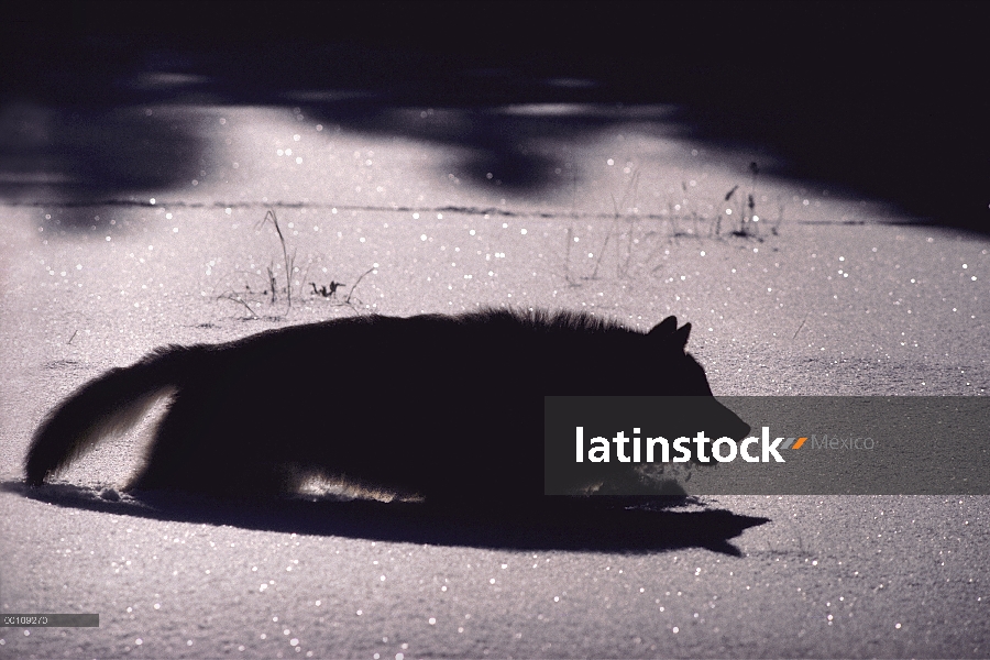 Lobo (Canis lupus) en nieve, Minnesota