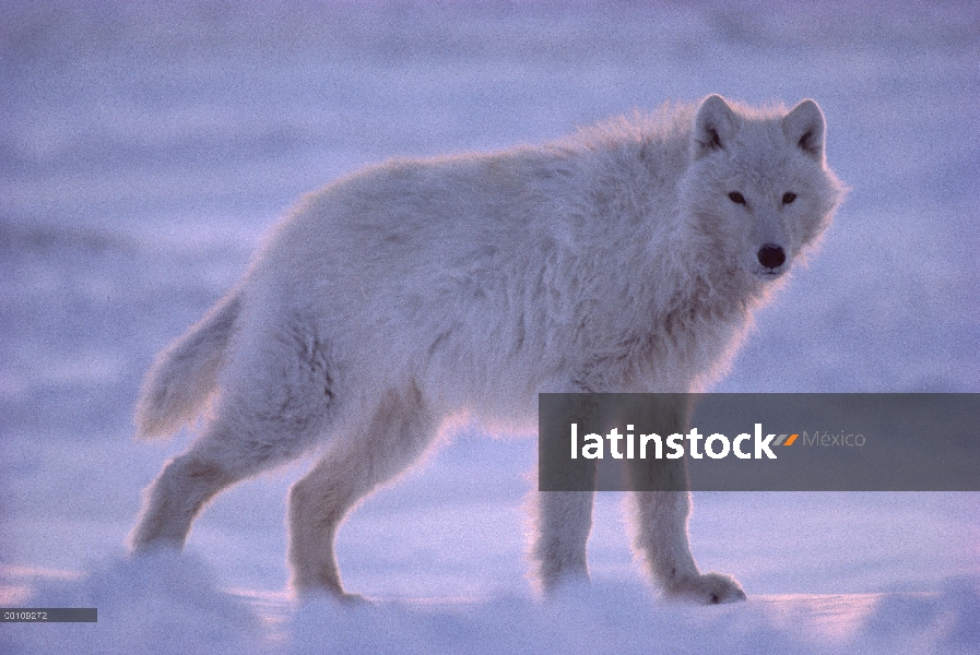 Retrato del lobo Ártico (Canis lupus), isla de Ellesmere, Nunavut, Canadá