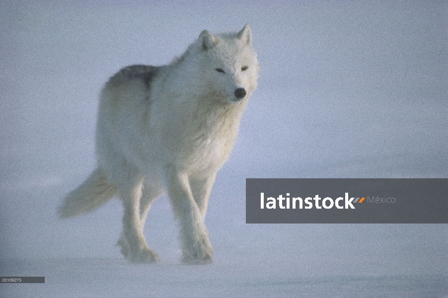 Lobo Ártico (Canis lupus), caminar en contra del viento, isla de Ellesmere, Nunavut, Canadá