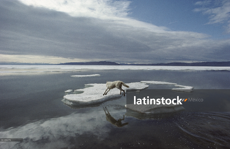 Lobo Ártico (Canis lupus) saltando en témpano de hielo, isla de Ellesmere, Nunavut, Canadá