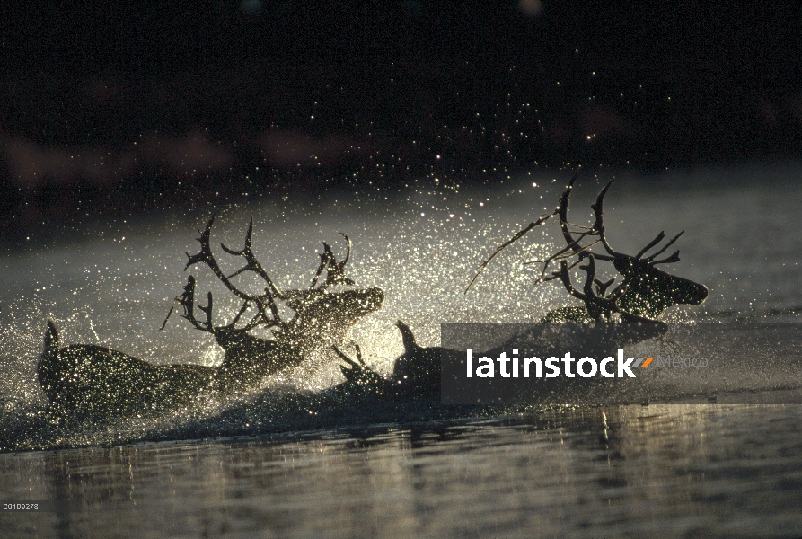 Caribú (Rangifer tarandus) grupo cruzando río durante la migración, Alaska