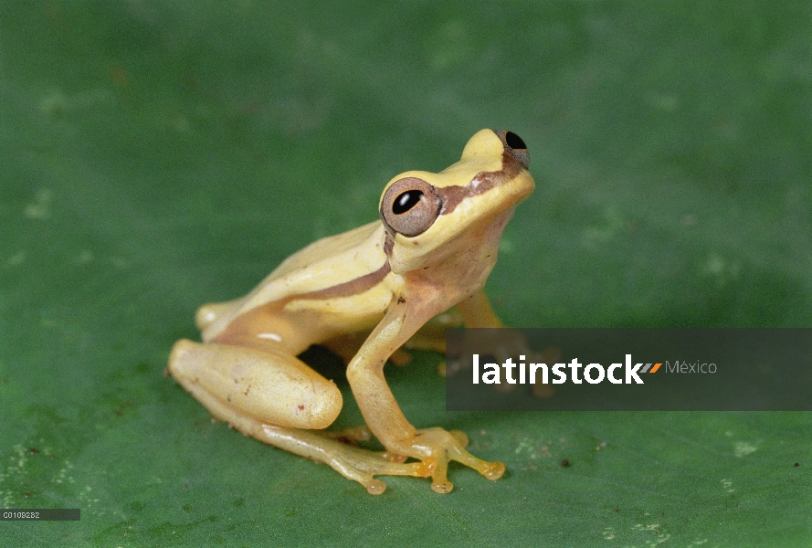 Treefrog overo (Scinax quinquefasciatus) cerca de la isla Santiago, Galápagos, Ecuador