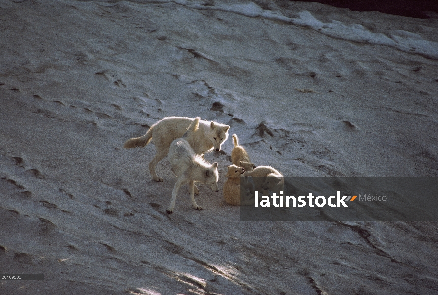 Lobo Ártico (Canis lupus) y cachorros jugando en tundra, isla de Ellesmere, Nunavut, Canadá