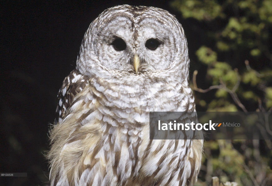 Barred Owl (Strix varia), Alaska