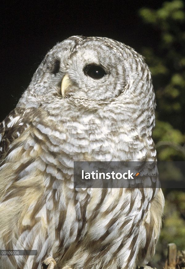 Barred Owl (Strix varia), Alaska