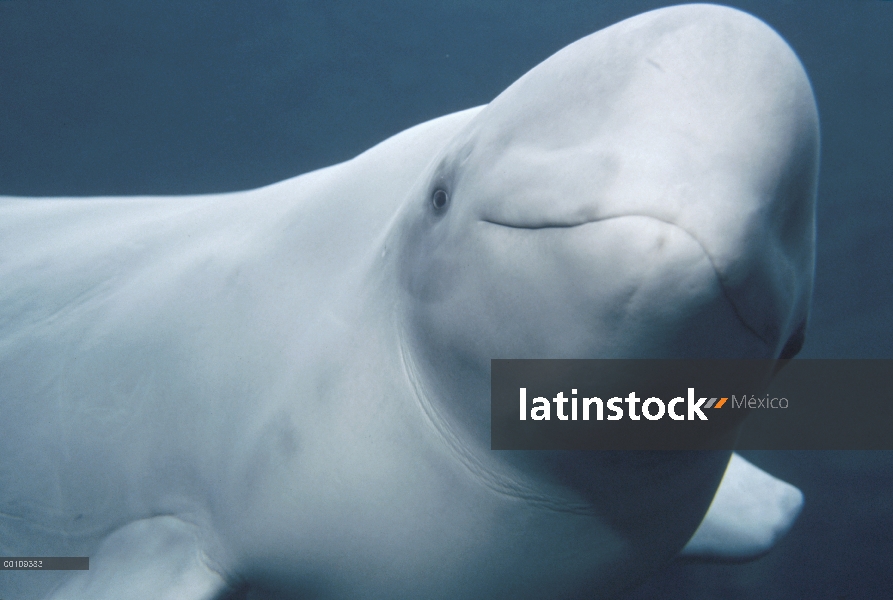 Beluga (Delphinapterus leucas), el acuario de Vancouver, Canadá