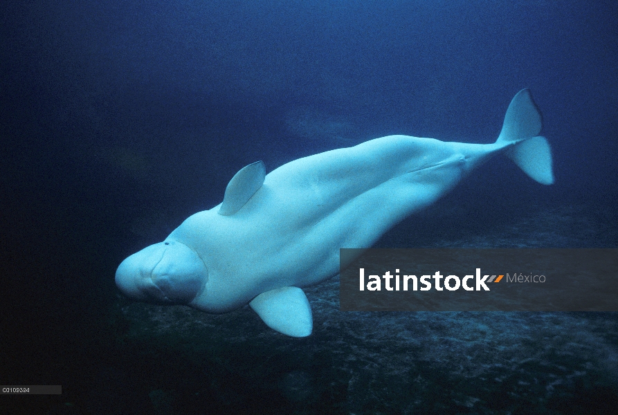 Retrato de ballena beluga (Delphinapterus leucas) en acuario