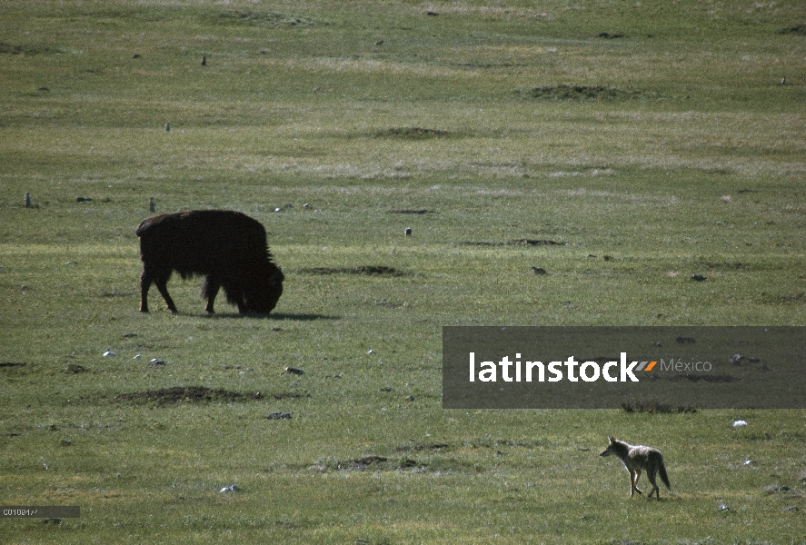 Pasta de Coyote (Canis latrans) buscando perros Negro-atados de la pradera (ludovicianus de Cynomys)