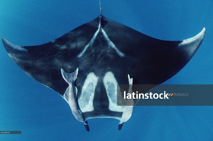 Manta raya (Manta birostris) con dos Remora (remora Remora), Hallcion Reef, Isla del coco, Costa Ric