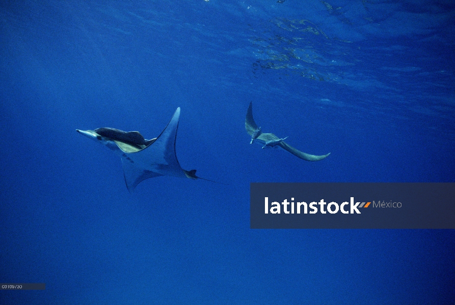 Par de Mobula Ray (Mobula mobular) con Unido rémoras (remora Remora), Isla del coco, Costa Rica