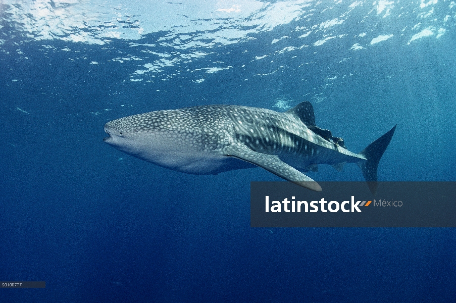 Retrato de tiburón ballena (Rhincodon typus), tiburón más grande del mundo, la isla del coco, Costa 