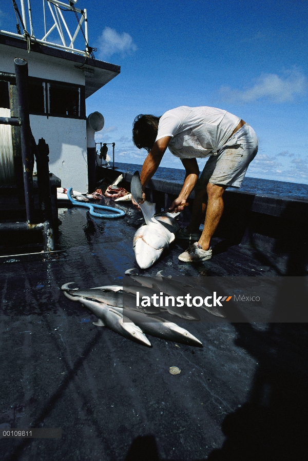 Tiburón, la pesca, varios tiburones muertos a bordo del barco, aleta de corte pescador, Costa Rica