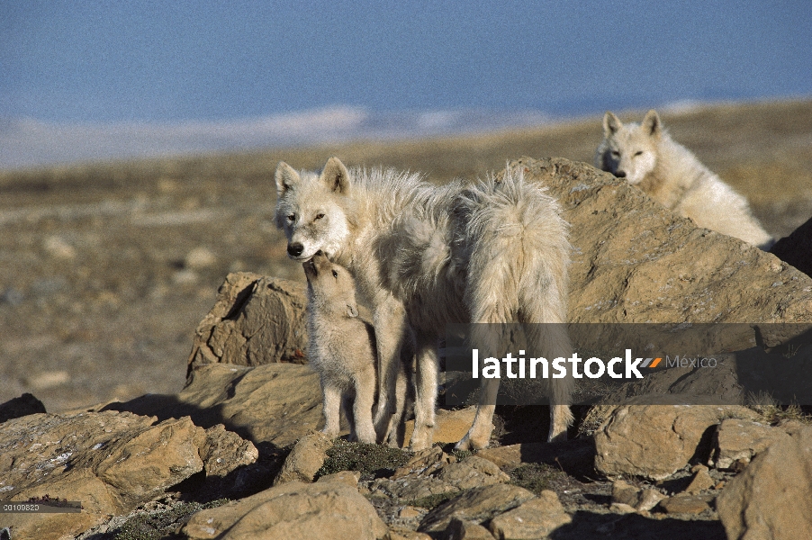 Lobo Ártico (Canis lupus) con petición pup, isla de Ellesmere, Nunavut, Canadá