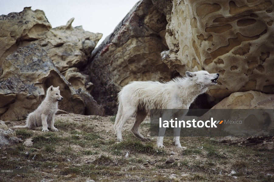 Adulto de lobo Ártico (Canis lupus), aullidos, con cachorro cerca Isla de Ellesmere, Nunavut, Canadá