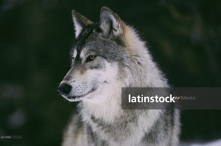 Retrato de lobo (Canis lupus), Minnesota