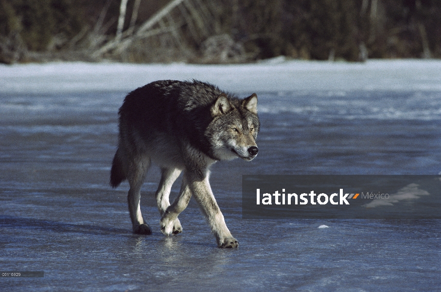 Lobo (lupus de Canis) caminando sobre el lago congelado, Minnesota