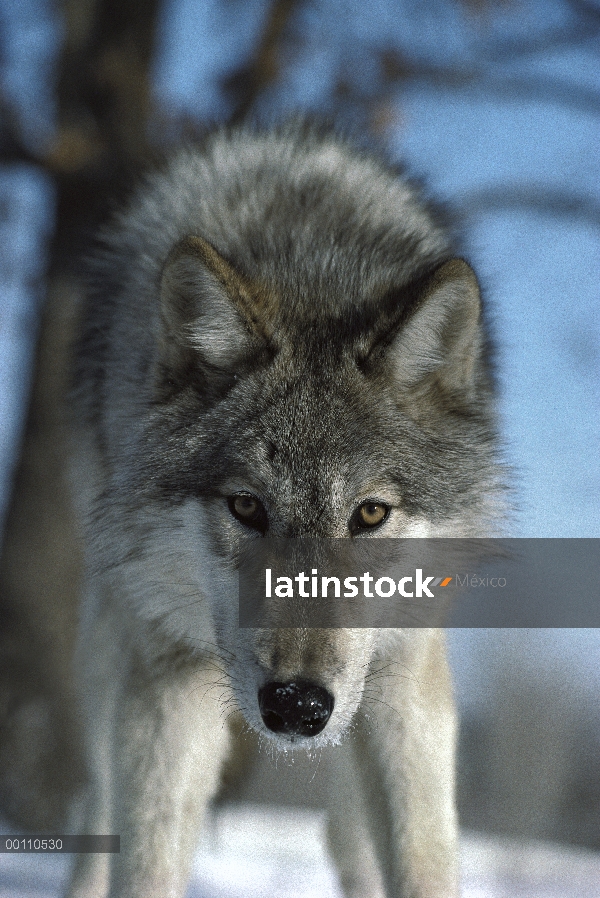 Retrato de lobo (Canis lupus) en nieve, Minnesota