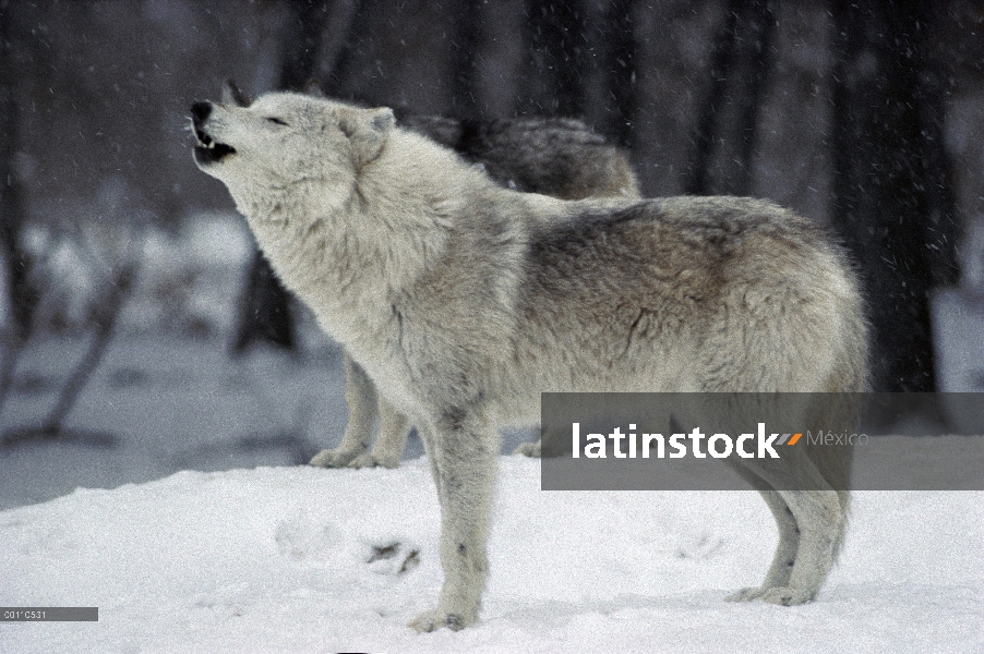 Hembra de lobo (Canis lupus) en fase blanca, aulladores, Minnesota