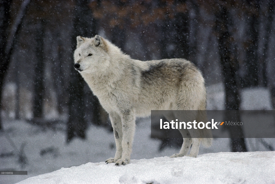 Hembra de lobo (Canis lupus) en fase blanca, Minnesota