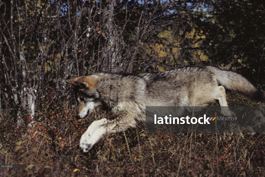 Lobo (lupus de Canis) pouncing, Northwoods, Minnesota