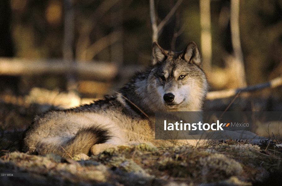 Lobo (lupus de Canis) descansando sobre el suelo del bosque, Minnesota